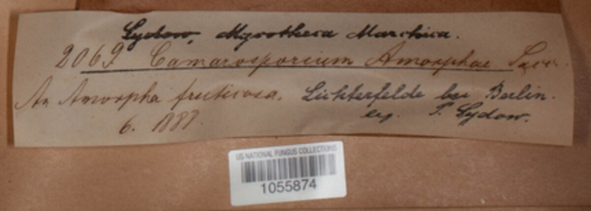Camarosporium henningsianum image